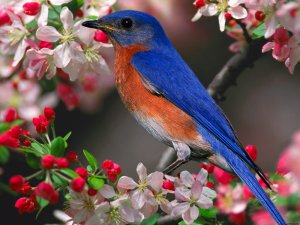 bluebird-normal
